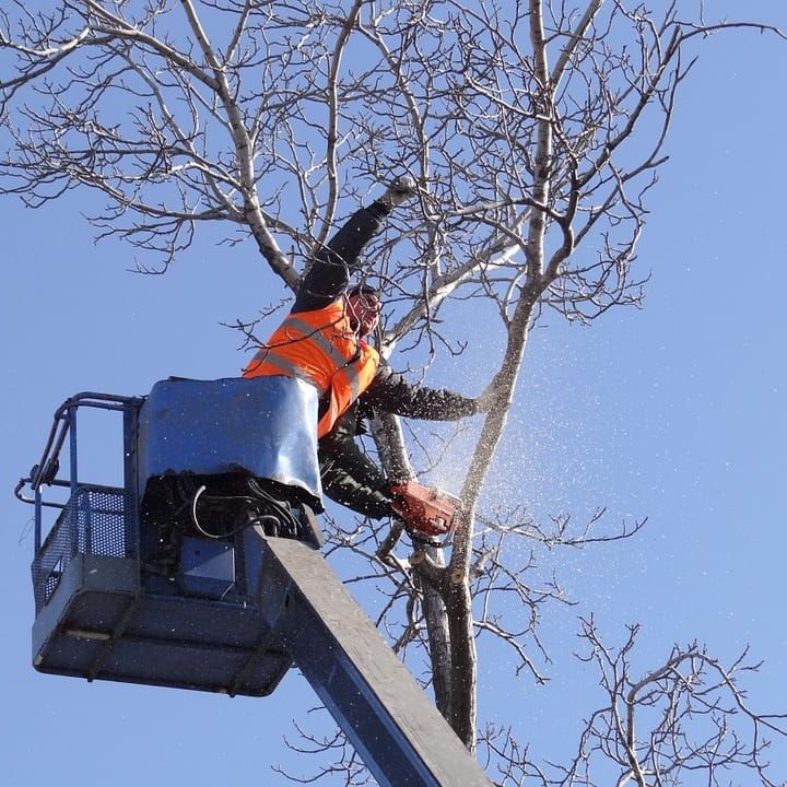 Pearland tree limb removal