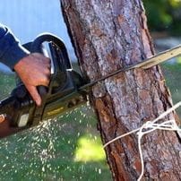 Pearland tx tree removal services