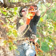 Professional tree trimming pearland tx