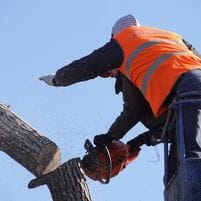 Tree removal pearland tx