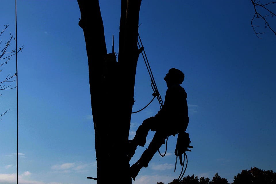 Tree removal experts pearland tx