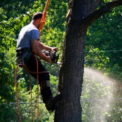 Tree removal pearland tx