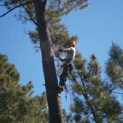 #1 Tree Care Service Pearland TX