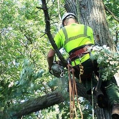 Tree removal services pearland tx